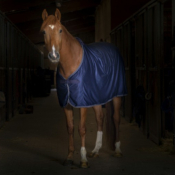 Chemise Equitheme Microfleece Standard