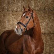 Bridon Norton Glam