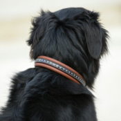 Collier pour chien Penelope Point sellier