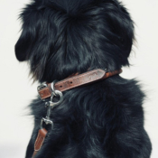 Collier pour chien Penelope Point sellier