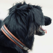 Collier pour chien Penelope Point sellier